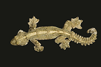 picture of Flying Gecko Med                                                                                     Ptychozoon lionotum