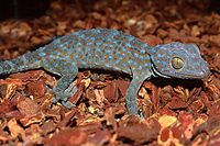 picture of Tokay Gecko Med                                                                                      Gekko gecko
