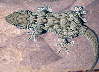 picture of White Spotted Gecko Med                                                                              Tarentola annularis