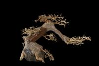 picture of Bonsai Driftwood on Rock M400 Sml                                                                    Artocarpus heterophyllus