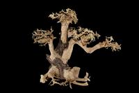 picture of Wind Swept Bonsai Driftwood M501 Med                                                                 Artocarpus heterophyllus