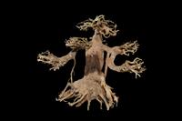 picture of Weeping Bonsai Driftwood M110 Sml                                                                    Artocarpus heterophyllus