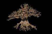 picture of Redwood Bonsai Driftwood M220 Sml                                                                    Artocarpus heterophyllus