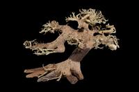 picture of Cliffhanger Bonsai Driftwood M440 Sml                                                                Artocarpus heterophyllus