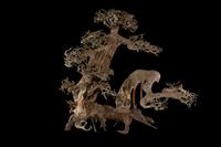picture of Multi Trunk Bonsai Driftwood M603 Xlg                                                                Artocarpus heterophyllus