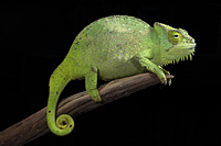 picture of Four Horned Chameleon Med                                                                            Chamaeleo quadrocornis