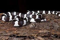 picture of Black & White Desert California Kingsnake Sml                                                        Lampropeltis getula californiae