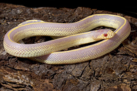 picture of Albino Striped California Kingsnake Sml                                                              Lampropeltis getula californiae 'Albino'