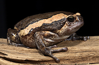 picture of Painted Chubby Frog Med                                                                              Kaloula pulchra