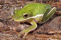 picture of Green Tree Frog Med                                                                                  Hyla cinerea