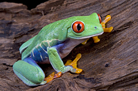 picture of Red Eye Tree Frog Med                                                                                Agalychnis callidryas