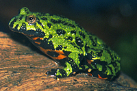 picture of Firebelly Toad Med                                                                                   Bombina orientalis