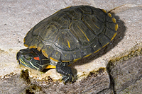 picture of Red Ear Slider Turtle 4-6