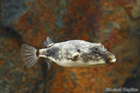 picture of Miurus Puffer Lrg                                                                                    Tetraodon miurus