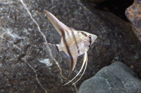 picture of Silver Angel Reg                                                                                     Pterophyllum scalare