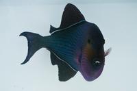 picture of Black Durgeon Triggerfish Hawaii Med                                                                 Melichthys niger