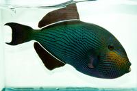 picture of Black Durgeon Triggerfish Hawaii Xlg                                                                 Melichthys niger