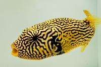 picture of Golden Starry Puffer Lrg                                                                             Arothron stellatus