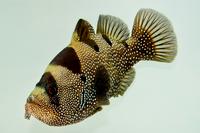 picture of Clown/Leaf Lip Grouper Med                                                                           Pogonoperca punctata