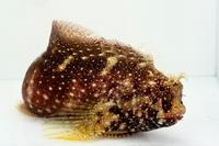 picture of Starry Blenny Med                                                                                    Salarias ramosus