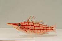 picture of Longnose Hawkfish Sml                                                                                Oxycirrhites typus