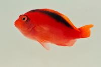 picture of Flame Hawkfish Med                                                                                   Neocirrhites armatus