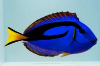 picture of Blue Regal Hippo Tang Med                                                                            Paracanthurus hepatus