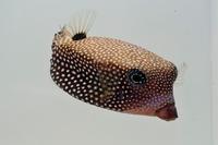 picture of Black Boxfish Med                                                                                    Ostracion meleagris