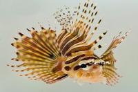 picture of Dwarf Lionfish Med                                                                                   Dendrochirus zebra