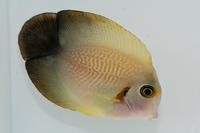 picture of Half Black Mimic Tang Med                                                                            Acanthurus chronixis