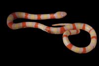 picture of Albino Pueblan X Nelson's Milksnake Hybrid Sml                                                       Lampropeltis triangulum campbelli x nelsoni