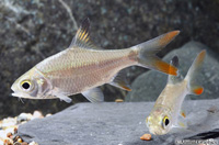 picture of Redtail Tinfoil Barb Reg                                                                             Barbus schwanenfeldi