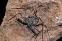 picture of Tanzanian Tailless Whip Scorpion Med                                                                 Damon variegatus