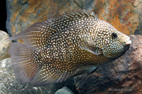 picture of Green Texas/Carpintis Cichlid Lrg                                                                    Herichthys carpintis