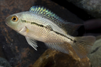 picture of Nicaraguense Cichlid Med                                                                             Hypsophrys nicaraguense