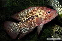 picture of Red Texas Cichlid Med                                                                                Herichthys cyanoguttatum 'Red'