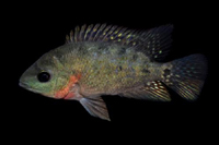 picture of Red Texas Cichlid M/S                                                                                Herichthys cyanoguttatum 'Red'