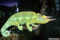 picture of Jacksons Chameleon Med                                                                               Chamaeleo jacksoni