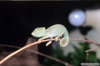 picture of Veiled Chameleon Sml                                                                                 Chamaeleo calyptratus