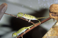 picture of Flap-Necked Chameleon Med                                                                            Chamaeleo dilepis