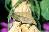 picture of Pygmy Leaf Chameleon Med                                                                             Rhampholeon spectrum