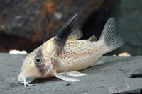 picture of Melanistius Corydoras Reg                                                                            Corydoras melanistius