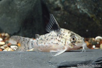 picture of Punctatus Corydoras Reg                                                                              Corydoras punctatus