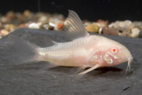 picture of Albino Longfin Paleatus Corydoras Reg                                                                Corydoras paleatus 'Albino Longfin'