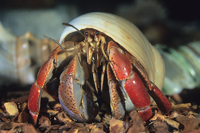 picture of Ecuadorian Hermit Crab Lrg                                                                           Coenobita clypeatus