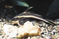 picture of Striped Raphael Catfish Reg                                                                          Platydoras costatus