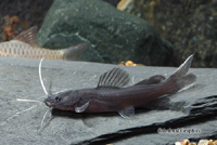 picture of Asian Redtail Catfish Reg                                                                            Mystus nemurus