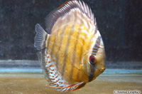 picture of Green Discus Wild Lrg                                                                                Symphysodon aequifasciatus