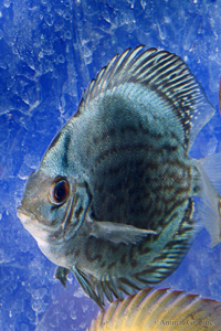 picture of Cobalt Blue Discus Reg                                                                               Symphysodon aequifasciatus