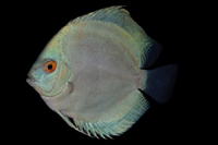 picture of Blue Diamond Discus M/L                                                                              Symphysodon aequifasciatus